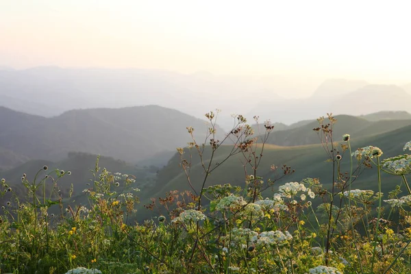 çayır çiçek ve ormanla kaplı dağ başında