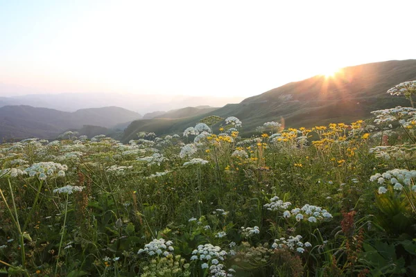 çayır çiçek ve ormanla kaplı dağ başında