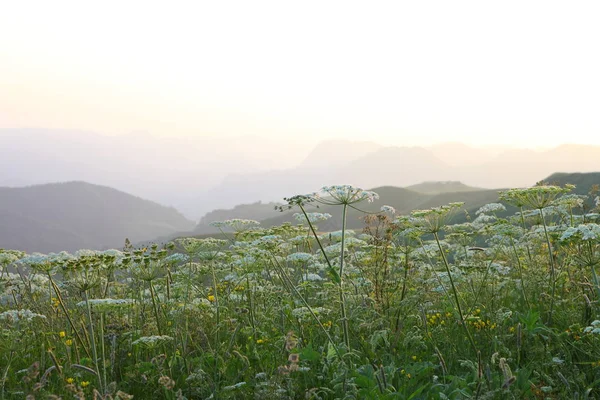 çayır çiçek Dağı nın yamacında
