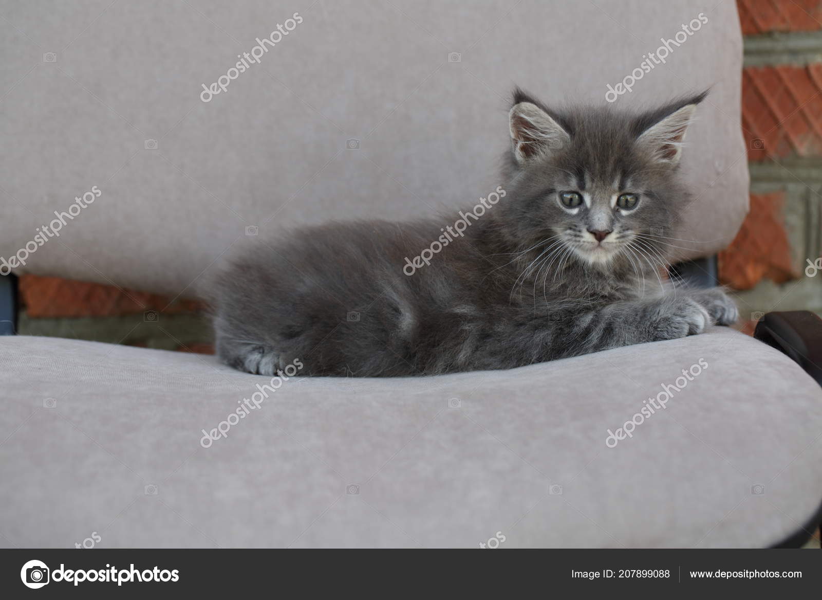 Kitten Maine Coon Breed Maine Coon Kitten Stock Photo C Dmzo