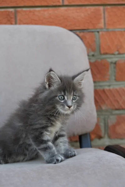 Gatinho Raça Maine Coon Maine Coon Kitten — Fotografia de Stock