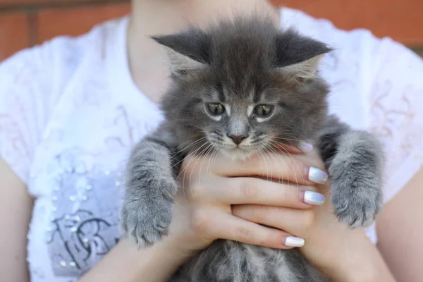 Chaton Race Maine Coon Fille Tient Chaton Dans Ses Mains — Photo