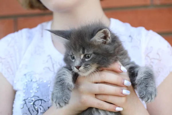 Gatinho Raça Maine Coon Menina Está Segurando Gatinho Suas Mãos — Fotografia de Stock