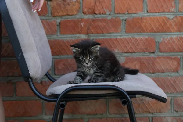 Maine Coon Sitting Chair Maine Coon — Stock Photo, Image