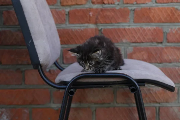 Gatinho Raça Maine Coon Maine Coon — Fotografia de Stock