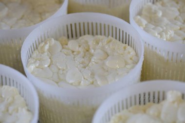 Peynir halumi formları. Halumi formları