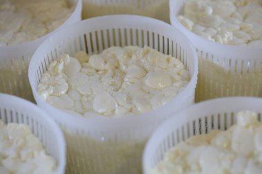 Peynir halumi formları. Halumi formları