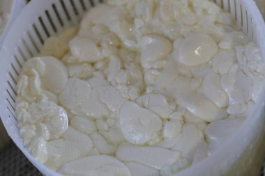 Peynir hamur kalıplara aktarılıyor. Peynir Halumi