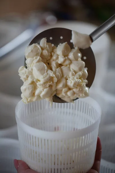 Transfiriendo Masa Queso Moldes Queso Halumi — Foto de Stock