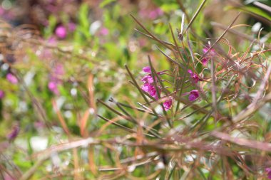 Çiçek çan çiçeği (Campanula versicolor)