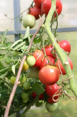 Sera dallarında domates