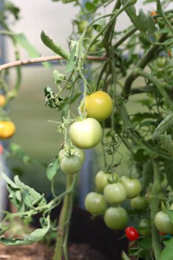 Sera dallarında domates