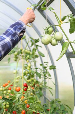 Eller serada domates ipe ikamet yaz