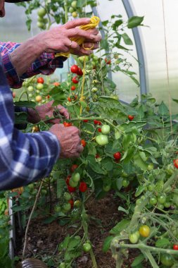 Eller serada domates ipe ikamet yaz