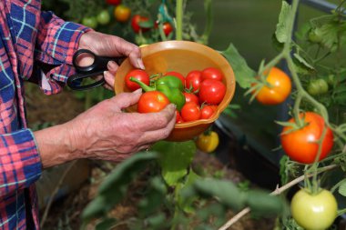 Summerman bir tabak domates ve biber tutuyor