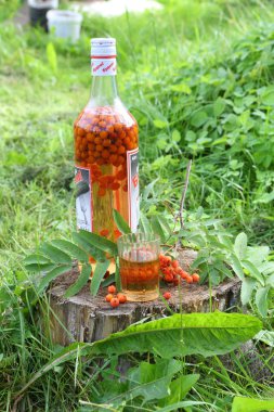 Tinctures of mountain ash and bird cherry clipart