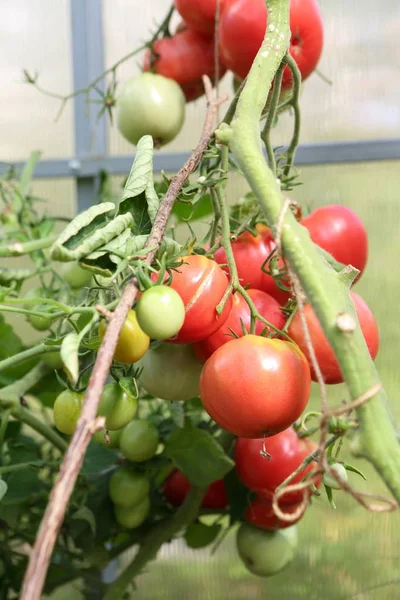 Sera dallarında domates