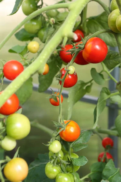 Sera dallarında domates