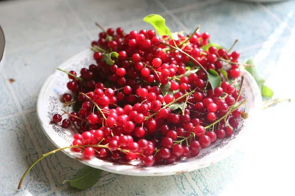 Cosecha Cereza Roja País — Foto de Stock