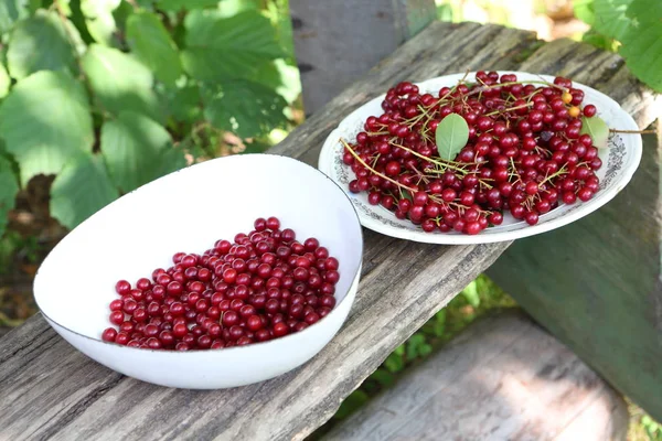 Cosecha Cereza Roja País — Foto de Stock