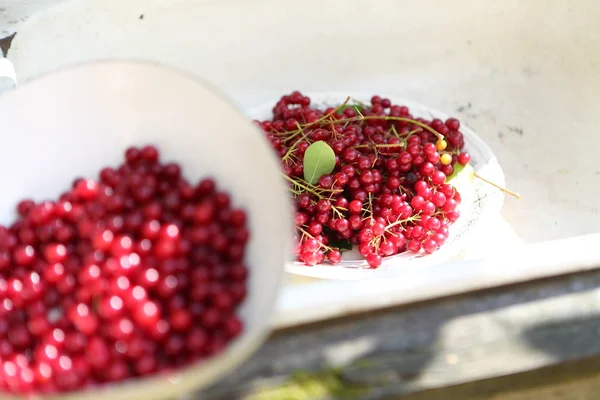 Cereza Roja Plato Años Cereza Pájaro Rojo — Foto de Stock