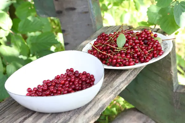 Cereza Roja Plato Años Cereza Pájaro Rojo — Foto de Stock