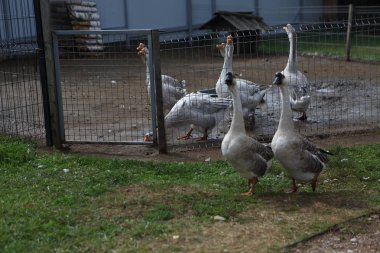 Kaz kaz geçit üzerinde