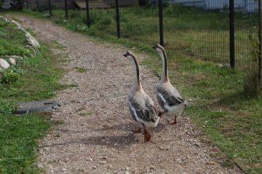 Kaz kaz geçit üzerinde