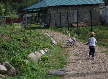 Kaz kaz geçit üzerinde