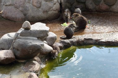 Su samuru. Su sıçan. Havuzda su samuru.