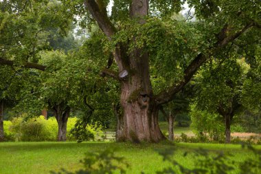 Çayır üzerinde parkta güzel ağaçlar