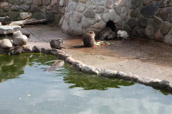 Lontra Rato Água Lontras Lagoa — Fotografia de Stock