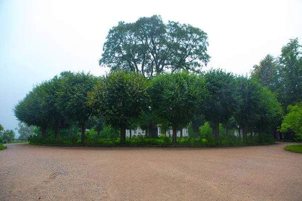 Trees Park — Stock Photo, Image