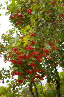 Kartopu dalları. Kartopu bush Park