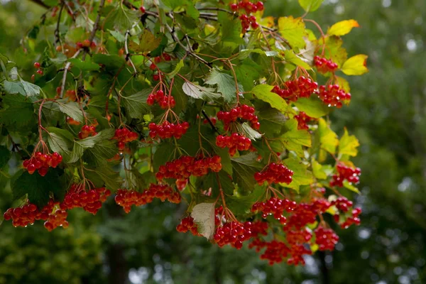 Grenarna Viburnum Viburnum Bush Parken — Stockfoto