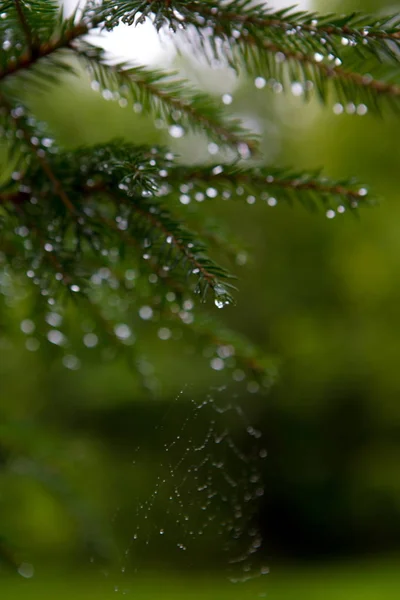 Drops Dew Branches Spruce — Stock Photo, Image