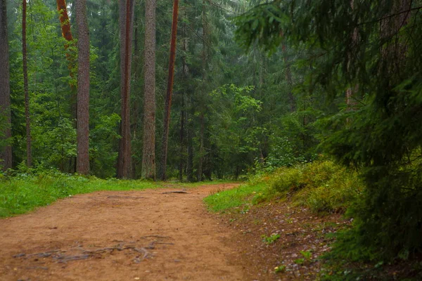 The path in the park among the trees