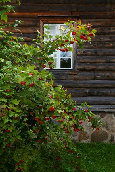 Viburnum Busch Auf Dem Hintergrund Eines Holzhauses — Stockfoto