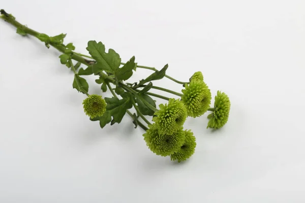 Boeket Van Chrysanten Een Witte Achtergrond — Stockfoto