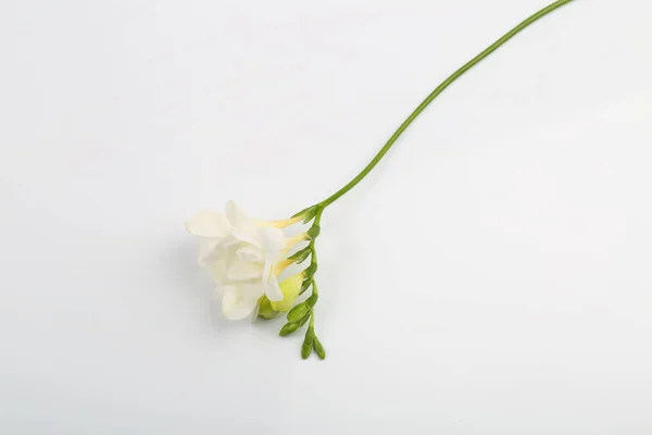 Freesia Blanc Sur Fond Transparent — Photo