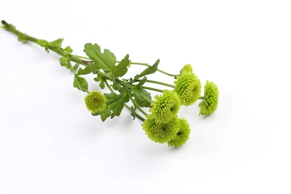 Boeket Van Chrysanten Een Witte Achtergrond — Stockfoto