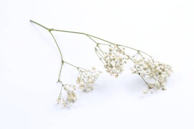 Gypsophila beyaz bir arka plan üzerinde