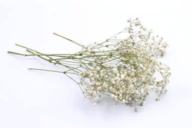 Gypsophila beyaz bir arka plan üzerinde
