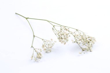 Gypsophila beyaz bir arka plan üzerinde