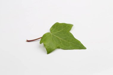 Beyaz arkaplanda yeşil yaprak