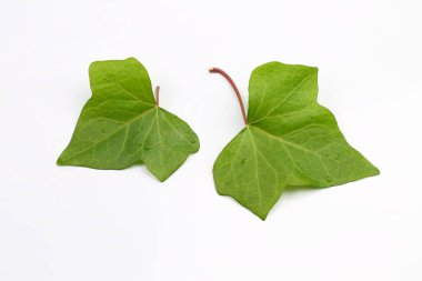 beyaz arkaplanda yeşil yapraklar