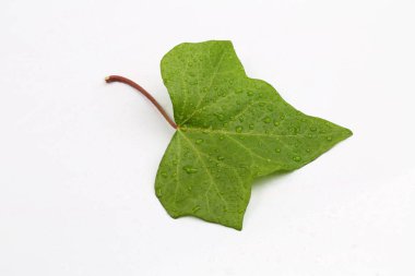 Beyaz arkaplanda yeşil yaprak