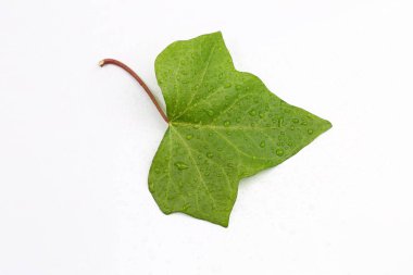 Beyaz arkaplanda yeşil yaprak