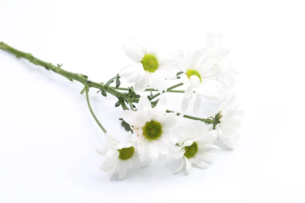 Bouquet Chrysanthemums White Background — Stock Photo, Image