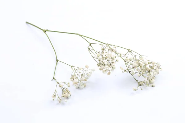 Gypsophila Een Witte Achtergrond — Stockfoto